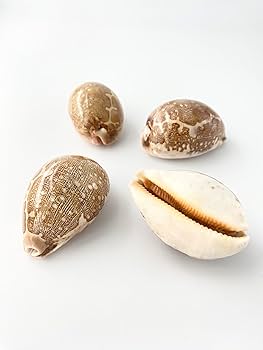 Amazon.co.jp: 【貝殻の問屋さん】ハラダカラ【約7±0.5cm/1個